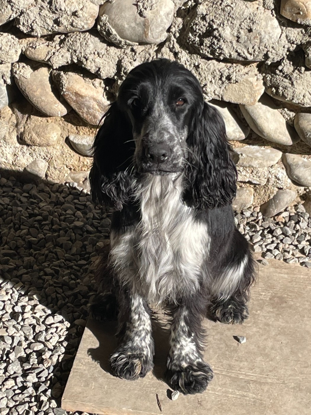 ASHER des Etangs de Dame Blanche