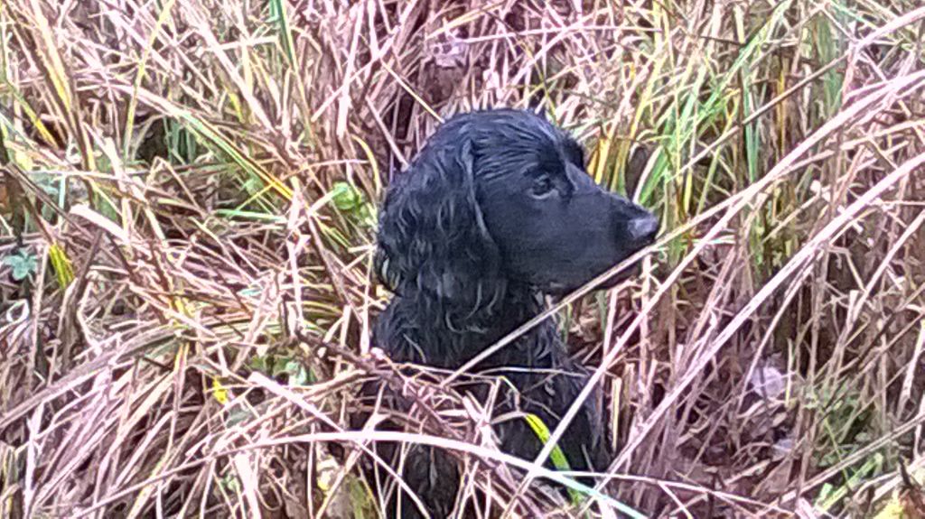 Chasse