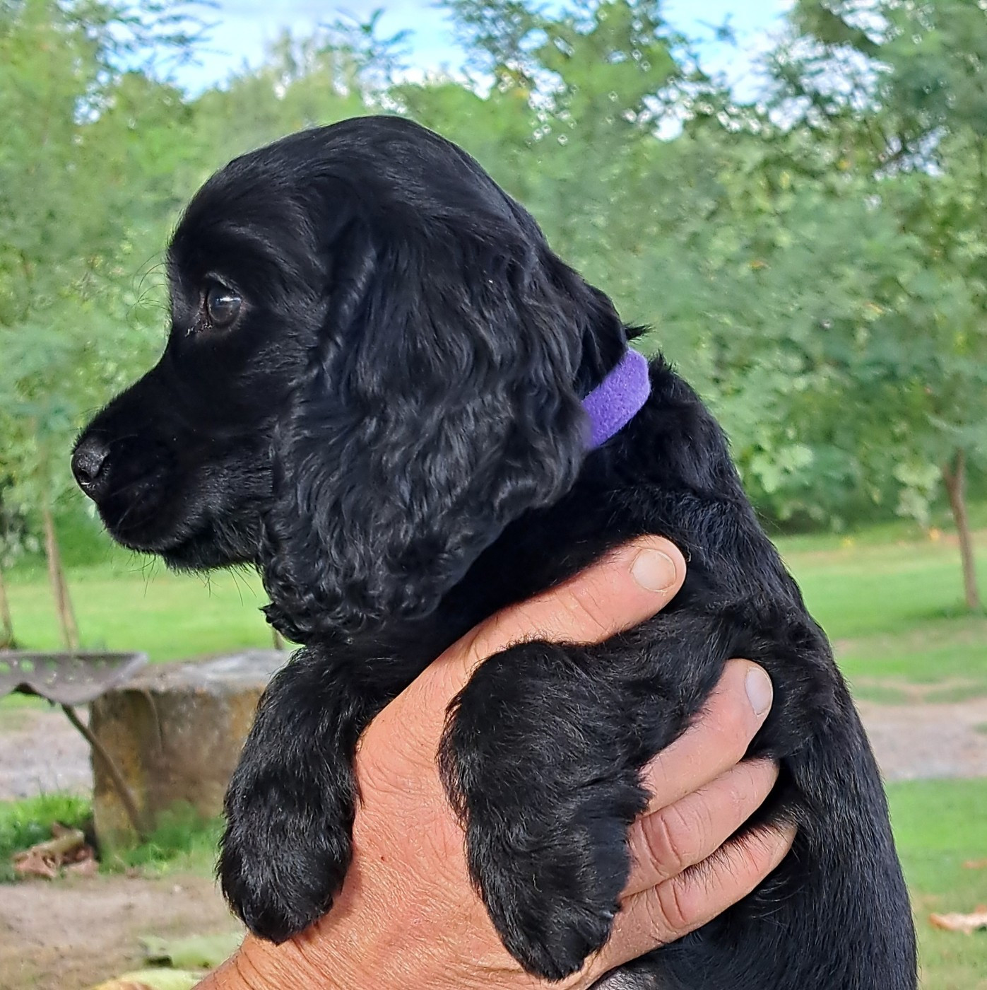 monkslea - Chiots disponibles - Cocker Spaniel Anglais