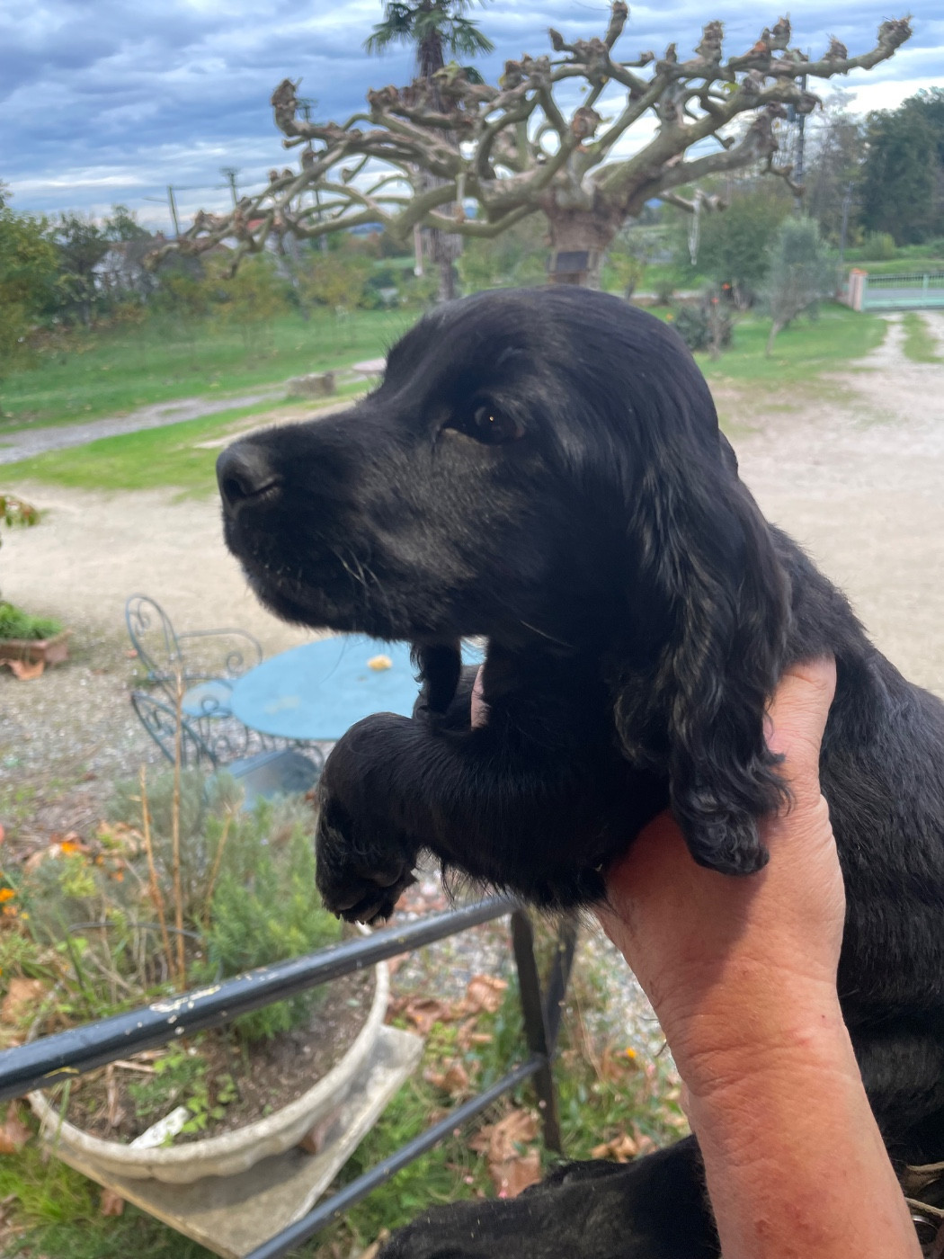 monkslea - Chiots disponibles - Cocker Spaniel Anglais