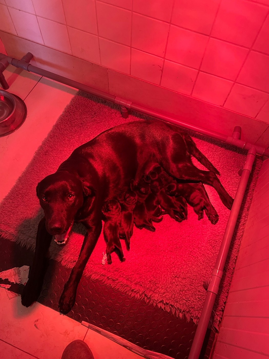 Chiot Labrador Retriever monkslea