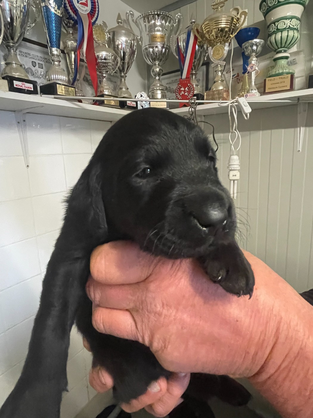monkslea - Chiots disponibles - Labrador Retriever