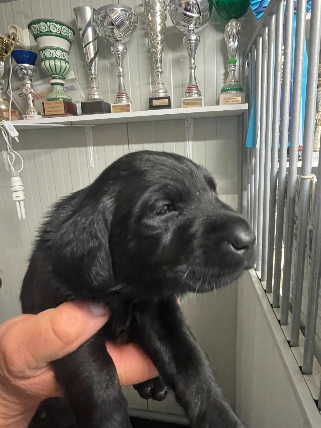 monkslea - Chiots disponibles - Labrador Retriever