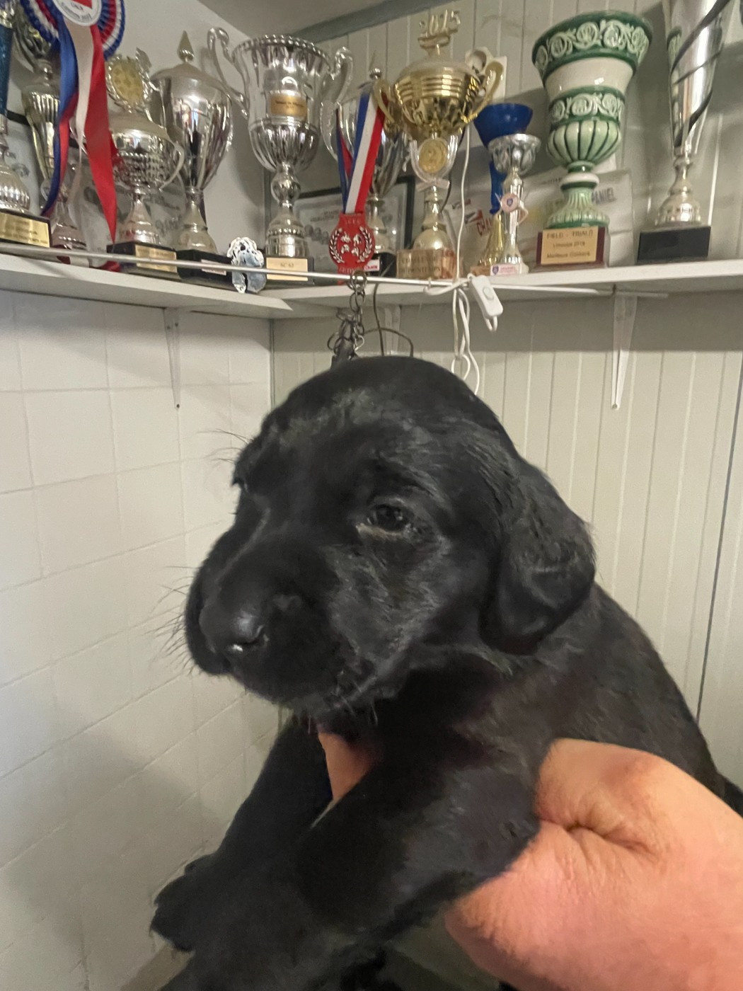 monkslea - Chiots disponibles - Labrador Retriever
