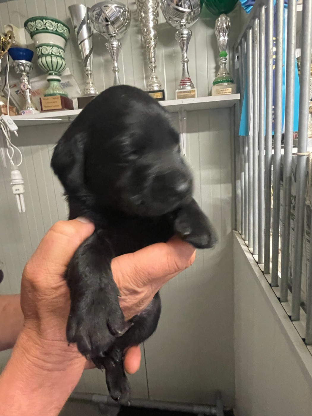 monkslea - Chiots disponibles - Labrador Retriever