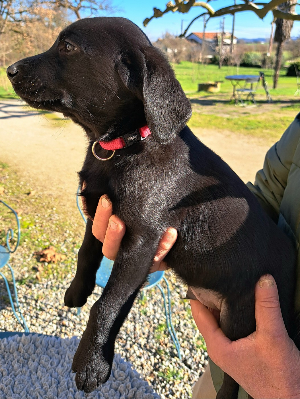 monkslea - Chiots disponibles - Labrador Retriever
