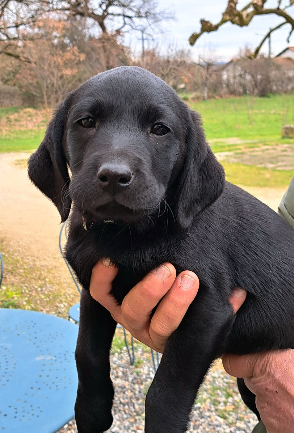monkslea - Chiots disponibles - Labrador Retriever