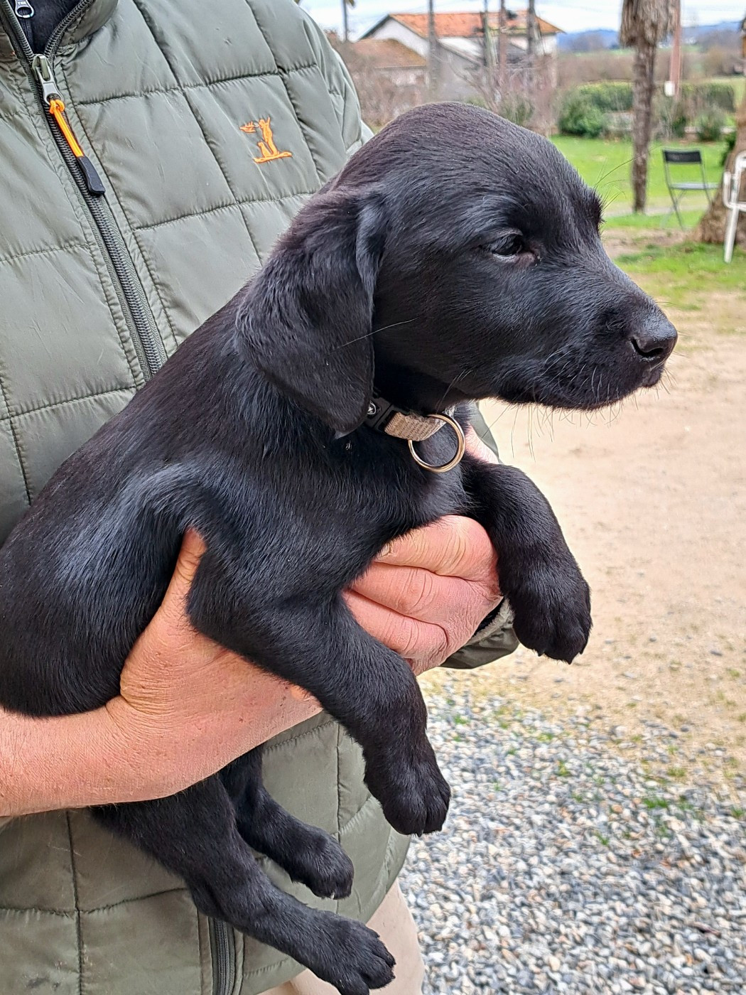 monkslea - Chiots disponibles - Labrador Retriever