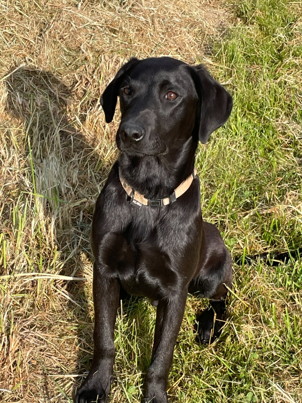 monkslea - Chiots disponibles - Labrador Retriever