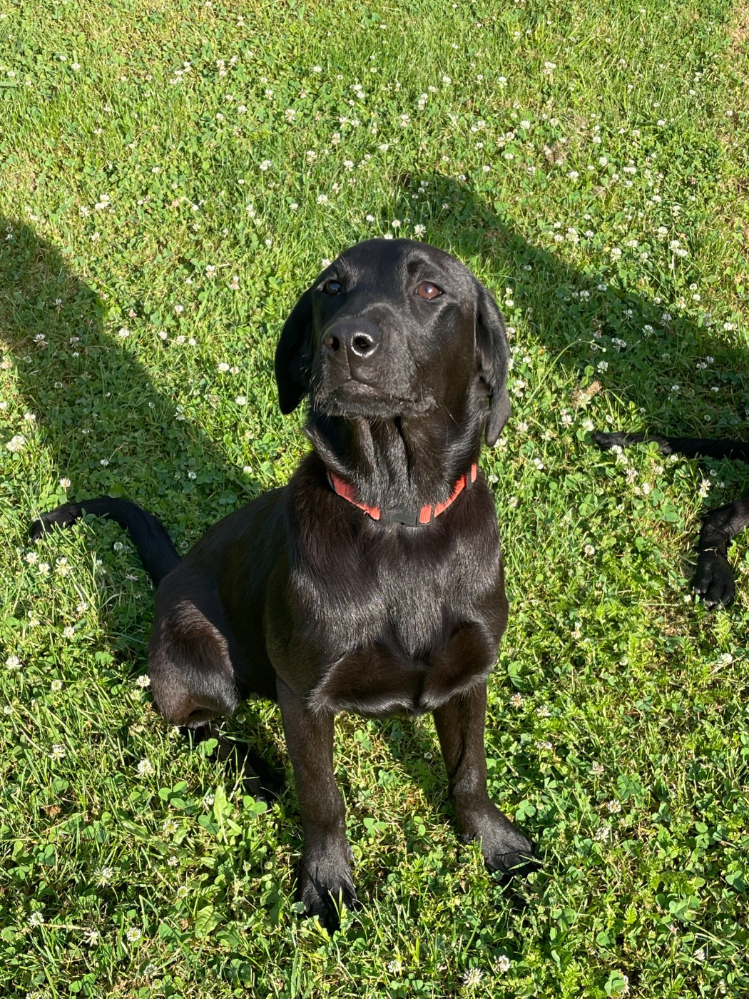 monkslea - Chiots disponibles - Labrador Retriever