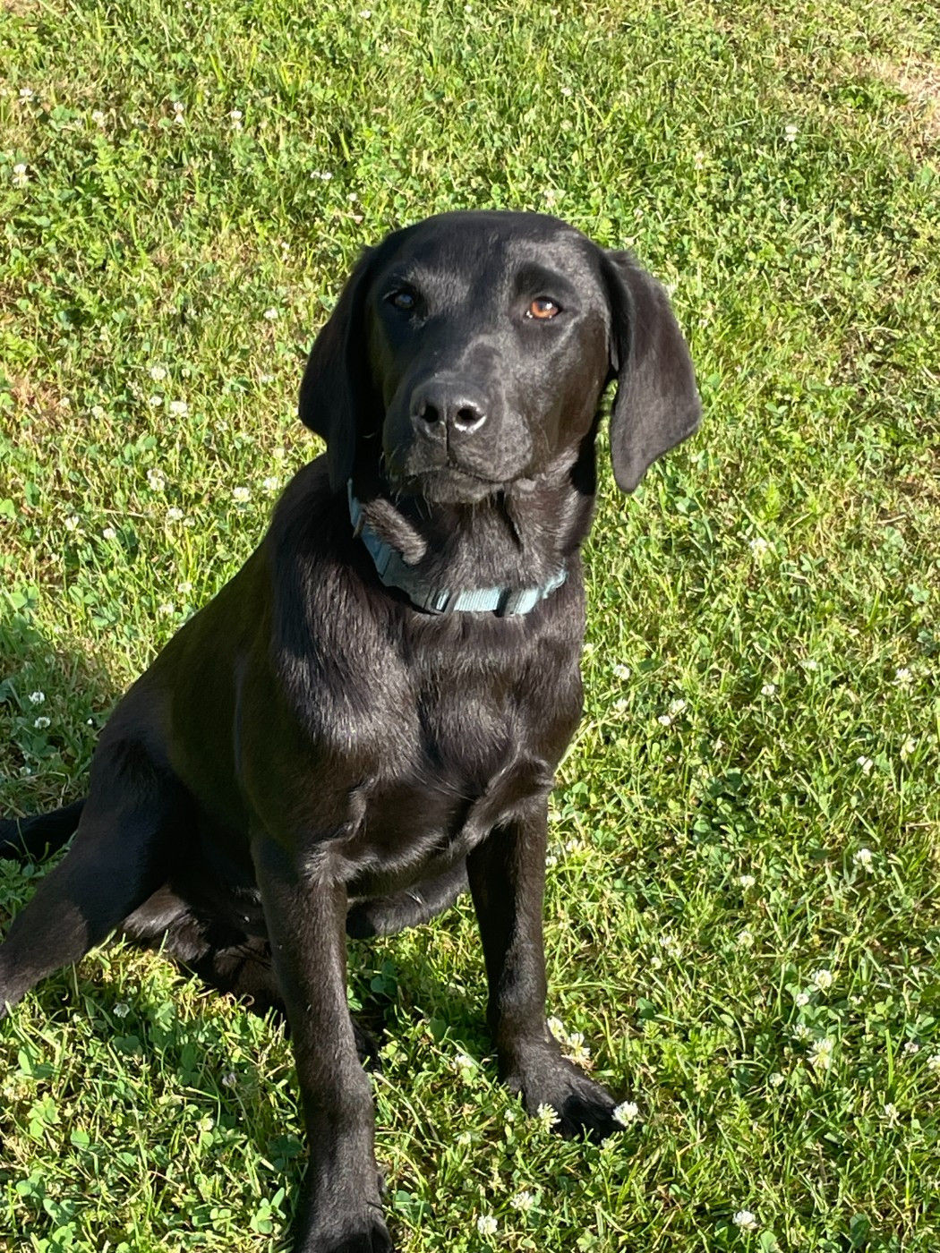monkslea - Chiots disponibles - Labrador Retriever