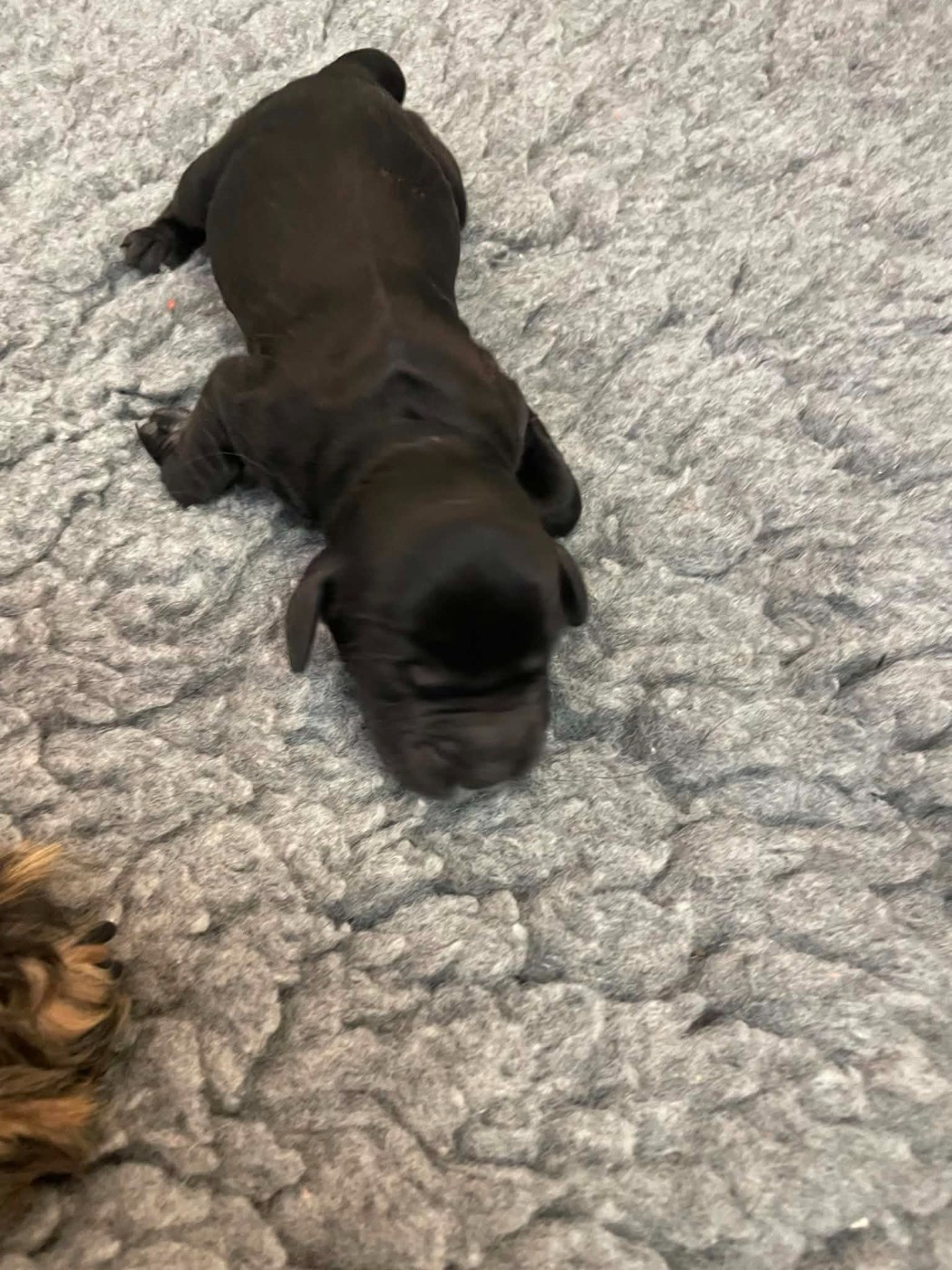 monkslea - Chiots disponibles - Cocker Spaniel Anglais