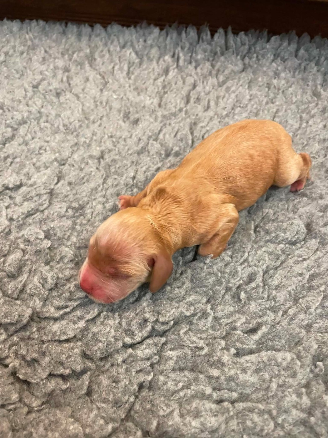 monkslea - Chiots disponibles - Cocker Spaniel Anglais