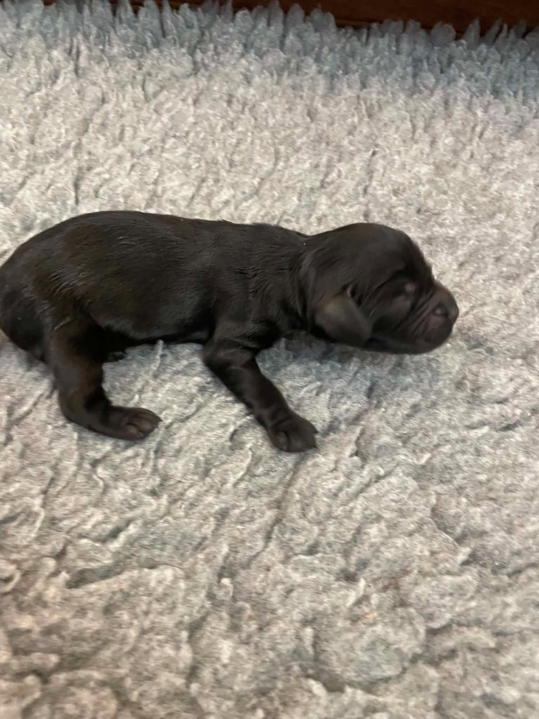 monkslea - Chiots disponibles - Cocker Spaniel Anglais