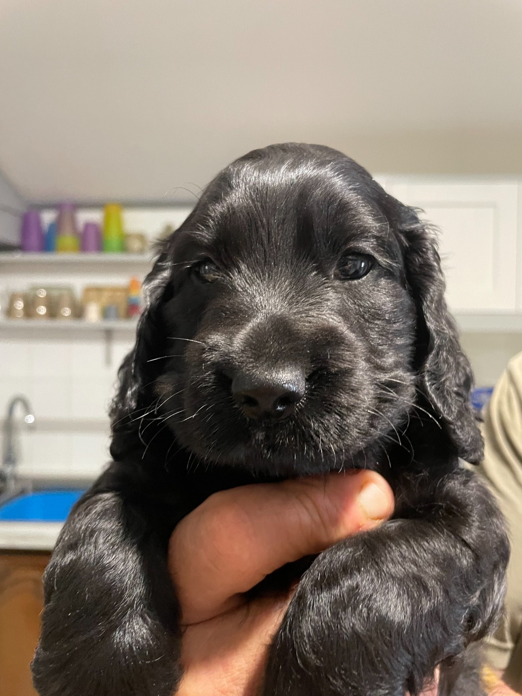 monkslea - Chiots disponibles - Cocker Spaniel Anglais