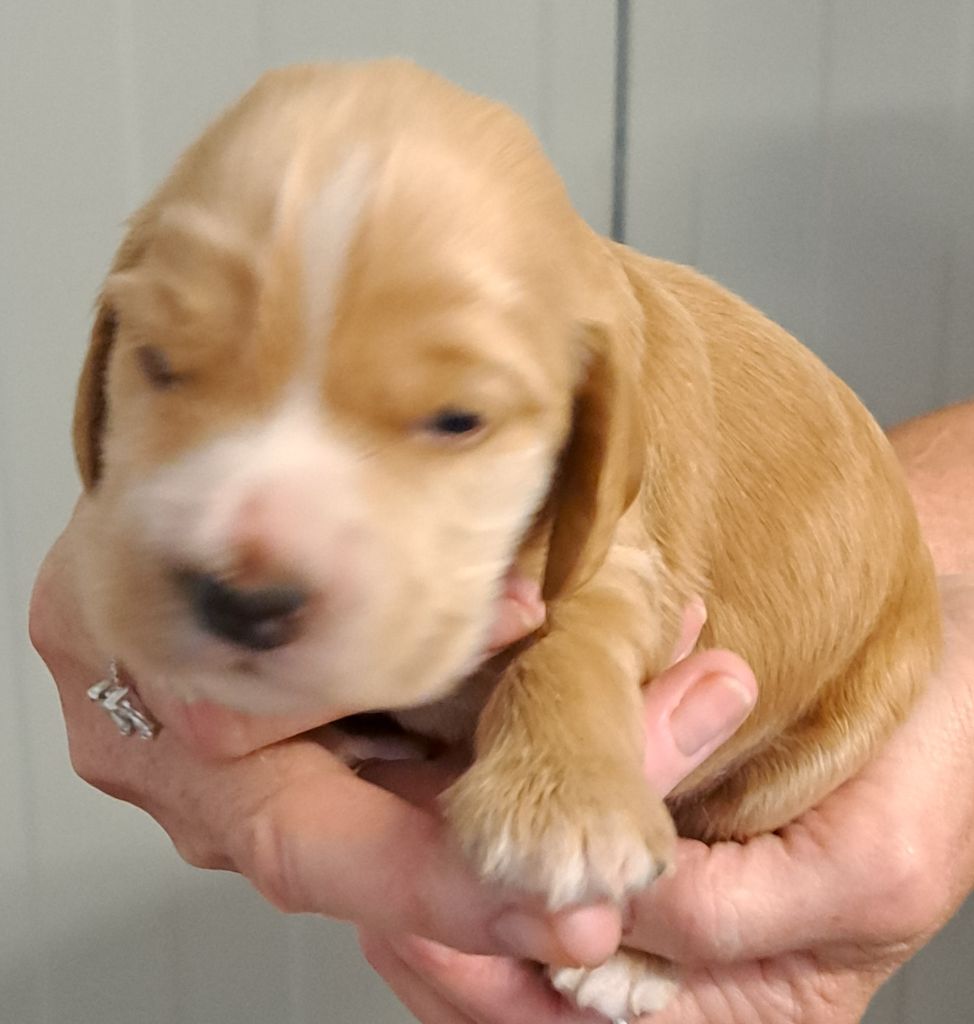 monkslea - Chiots disponibles - Cocker Spaniel Anglais