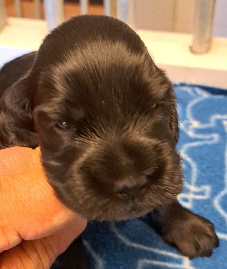 monkslea - Chiots disponibles - Cocker Spaniel Anglais