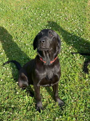 Monkslea ARCHIE