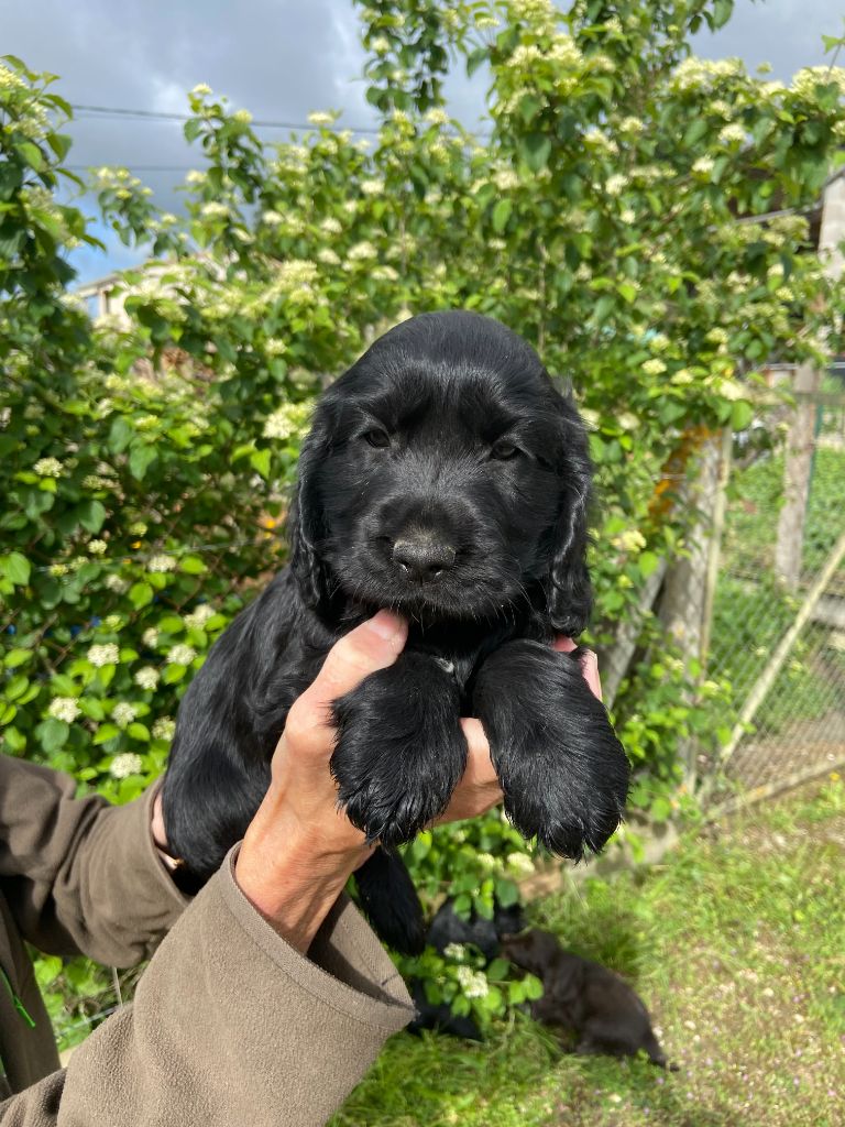 monkslea - Cocker Spaniel Anglais - Portée née le 22/03/2023